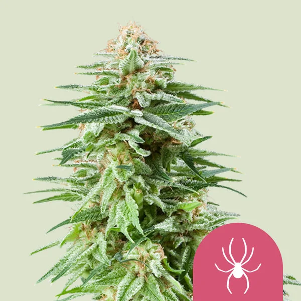 White Widow – Royal Queen Seeds – Feminized