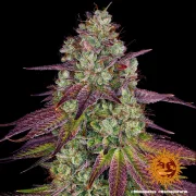 Mimosa Evo – Barneys Farm – Feminized