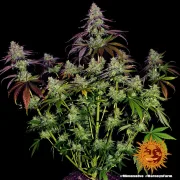 Mimosa Evo