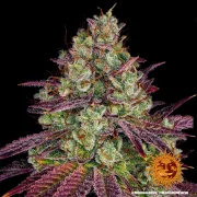 Mimosa Evo – Barneys Farm – Feminized