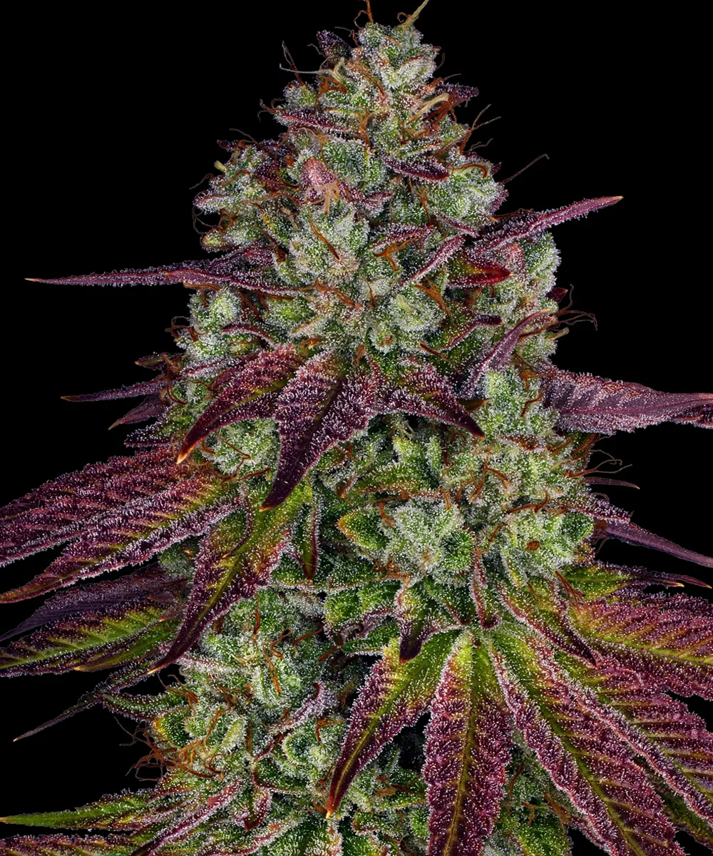 Mimosa Evo – Barneys Farm – Feminized