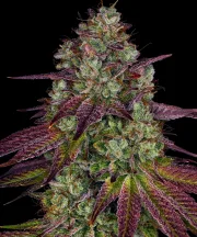 Mimosa Evo – Barneys Farm – Feminized