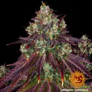 Mimosa Evo – Barneys Farm – Feminized