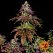 Mimosa Evo
