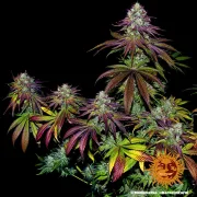 Mimosa Evo