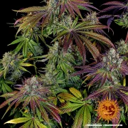 Mimosa Evo – Barneys Farm – Feminized