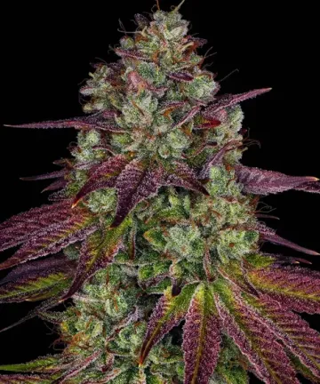 Mimosa Evo – Barneys Farm – feminized