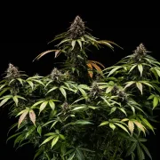 White Widow Auto