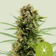 White Widow Auto – Royal Queen Seeds – Autoflowering