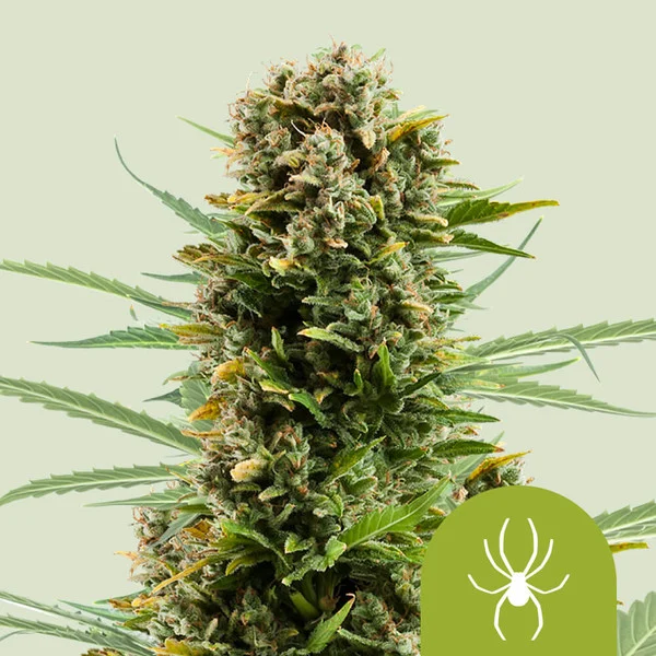 White Widow Auto – Royal Queen Seeds – Autoflowering
