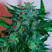 Flash Babylon Automatic – Samsara Seeds – Autoflowering