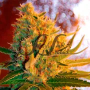 Shot Adrenaline Automatic – Samsara Seeds – Autoflowering