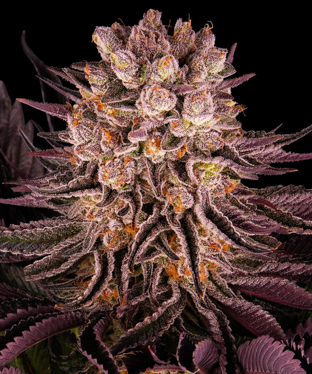 Mimosa x Orange Punch – Barneys Farm – Feminized