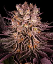 Mimosa x Orange Punch – Barneys Farm – Feminized