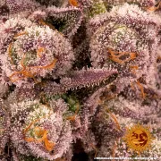 Mimosa x Orange Punch – Barneys Farm – Feminized