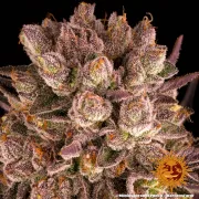 Mimosa x Orange Punch – Barneys Farm – Feminized