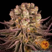 Mimosa x Orange Punch – Barneys Farm – Feminized