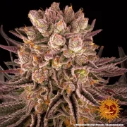 Mimosa x Orange Punch – Barneys Farm – Feminized