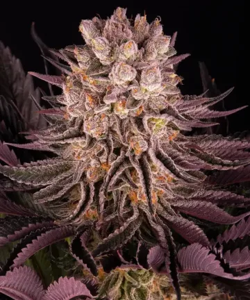 Mimosa x Orange Punch – Barneys Farm – feminized