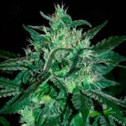 Spicy White Devil – Samsara Seeds – Feminized