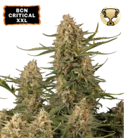 BCN Critical XXL – Seed Stockers – Feminized