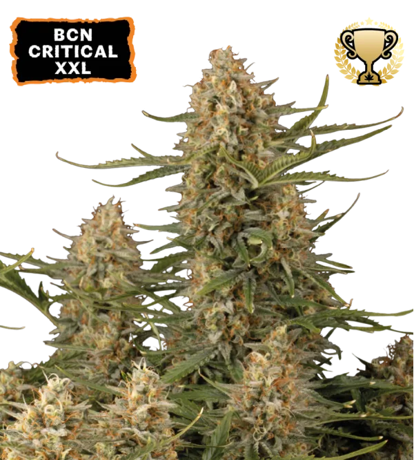 BCN Critical XXL – Seed Stockers – Feminized