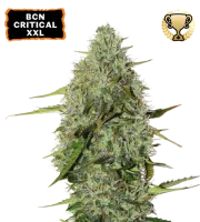 BCN Critical XXL Auto – Seed Stockers – Autoflowering