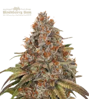 Blackberry Gum Auto – Seed Stockers – Autoflowering