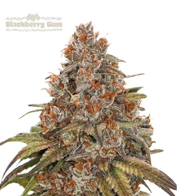 Blackberry Gum Auto – Seed Stockers – Autoflowering