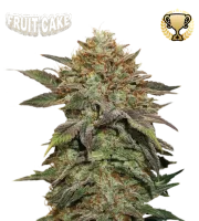 Fruit Cake – Seed Stockers – Feminized