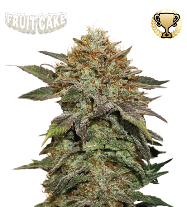 Fruit Cake – Seed Stockers – Feminized