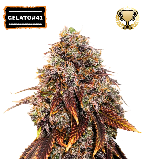 Gelato 41 – Seed Stockers – Feminized