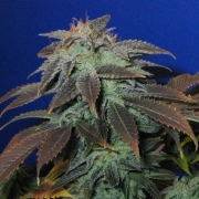 Heavy Duty Fruity cannabis plants in bloom, grown from Regular seeds – ideal for home cultivation from TH Seeds