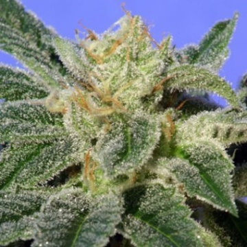 Kushage cannabis plants in bloom, grown from Regular seeds – ideal for home cultivation from TH Seeds