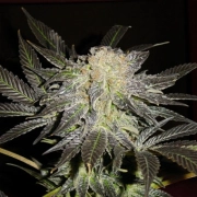 Mendocino Madness cannabis plants in bloom, grown from Regular seeds – ideal for home cultivation from TH Seeds