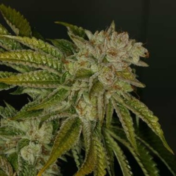 MK-Ultra cannabis plants in bloom, grown from Feminised seeds – ideal for home cultivation from TH Seeds