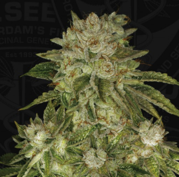 MK-Ultra Wreck cannabis plants in bloom, grown from Feminised seeds – ideal for home cultivation from TH Seeds
