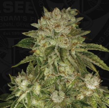 MK-Ultra Wreck cannabis plants in bloom, grown from Feminized seeds – ideal for home cultivation from TH Seeds