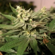 Mkage cannabis plants in bloom, grown from Feminized seeds – ideal for home cultivation from TH Seeds