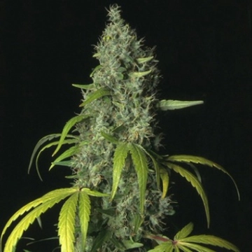 S.A.G.E. cannabis plants in bloom, grown from Feminized seeds – ideal for home cultivation from TH Seeds