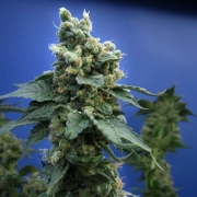 Sage N Sour – TH Seeds – Feminized – Product view 3