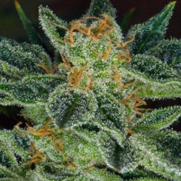 Skunk XXX cannabis plants in bloom, grown from Regular seeds – ideal for home cultivation from TH Seeds