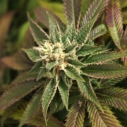 Skunkage – TH Seeds – Regular