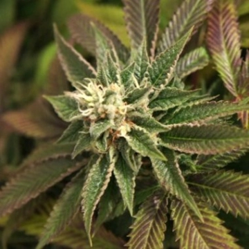 Skunkage cannabis plants in bloom, grown from Regular seeds – ideal for home cultivation from TH Seeds