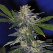 The Hog – TH Seeds – Regular