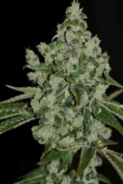 Ultra Sour cannabis plants in bloom, grown from Feminized seeds – ideal for home cultivation from TH Seeds