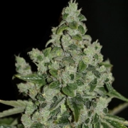 UltraSour – TH Seeds – Feminized