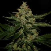 UnderDawg OG – TH Seeds – Feminized