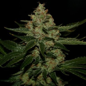 UnderDawg OG cannabis plants in bloom, grown from Feminised seeds – ideal for home cultivation from TH Seeds