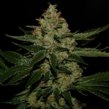 UnderDawg OG cannabis plants in bloom, grown from Feminized seeds – ideal for home cultivation from TH Seeds